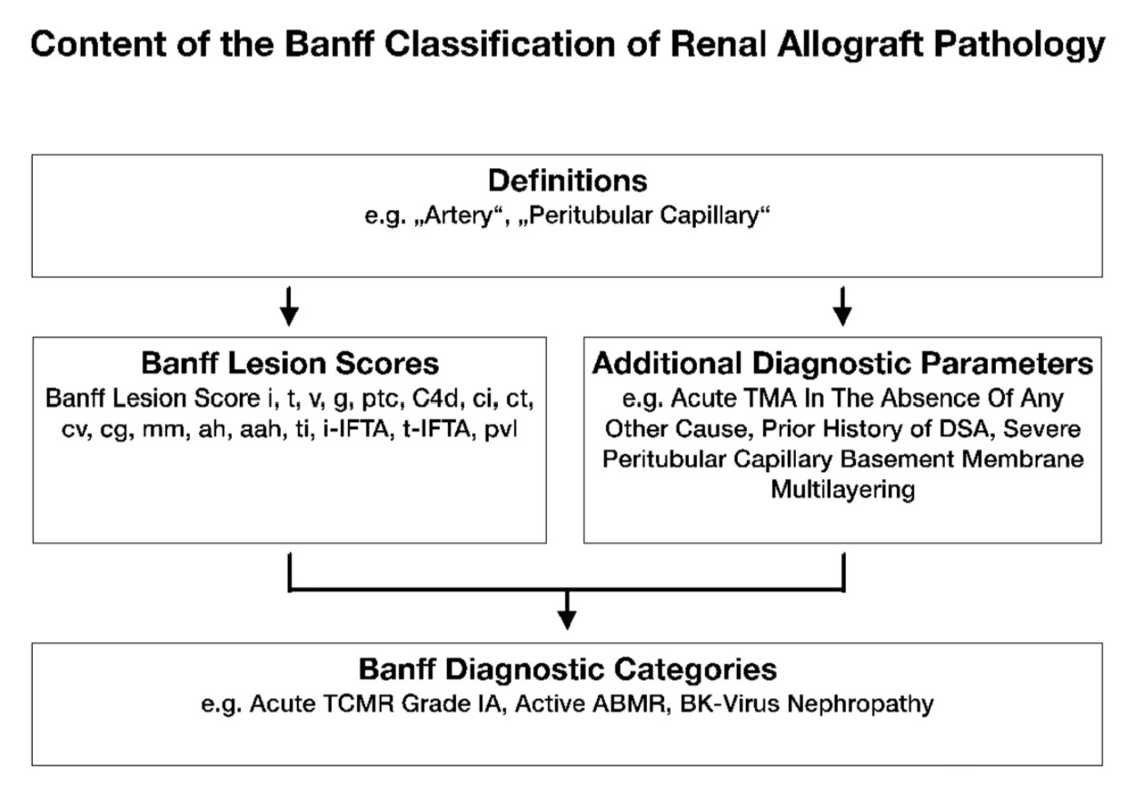 Content of the Banff Clasification_of_Renal Allograft Pathology